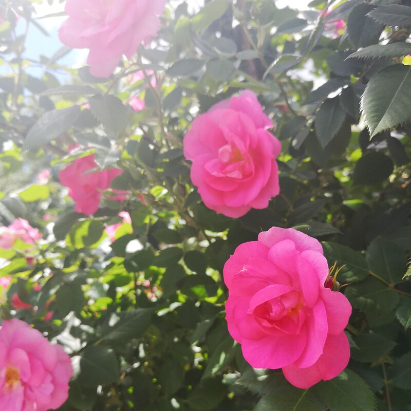 just a picture of pretty pink flowers
