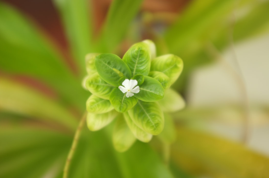 small leaves, with larger leaves in background, now with a tiny white flower in the center